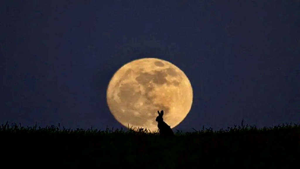 The Rabbit in The&nbsp;Moon