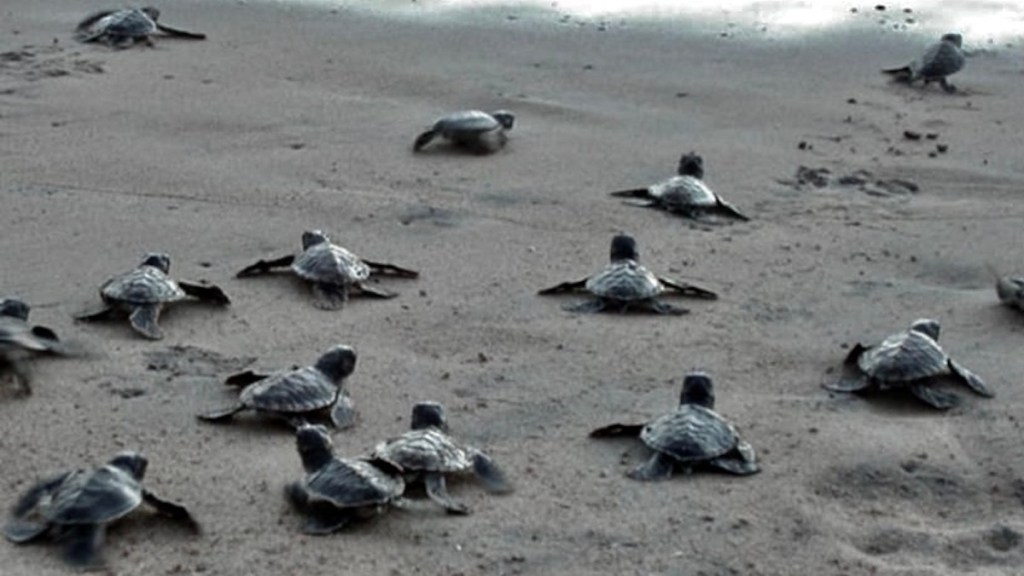 Sea Turtles