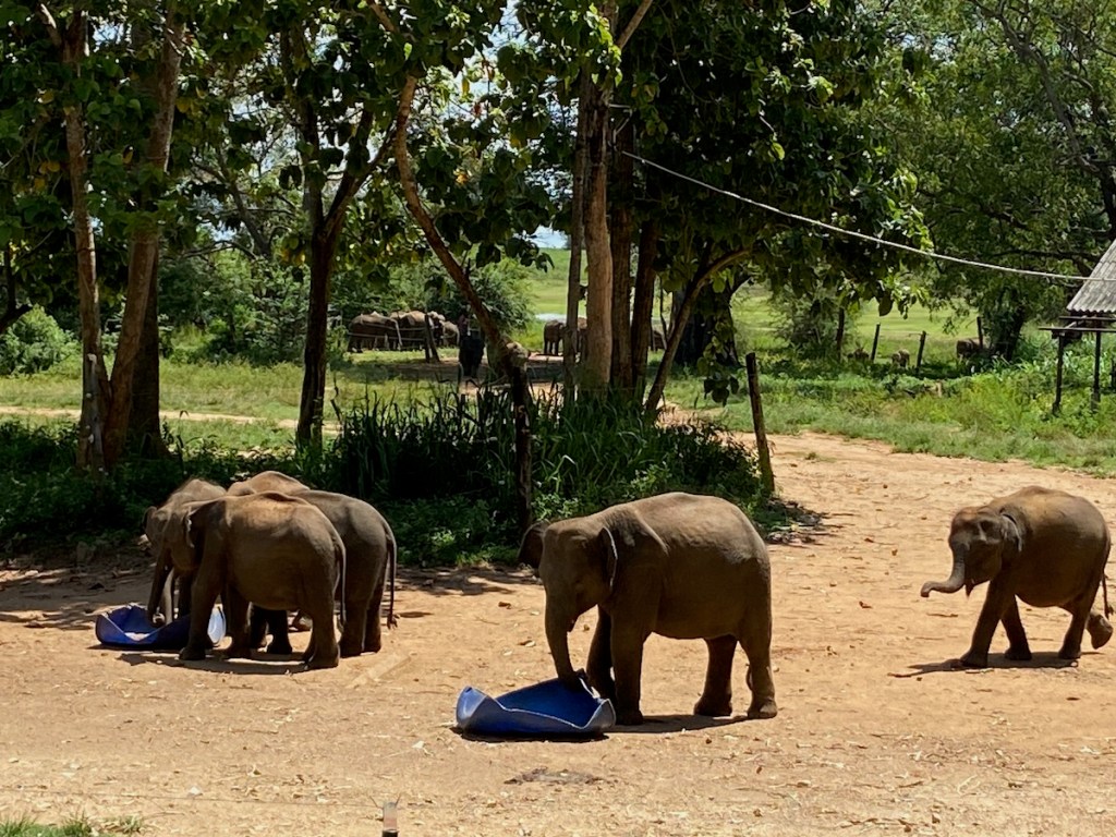 Elephant Transit Home
