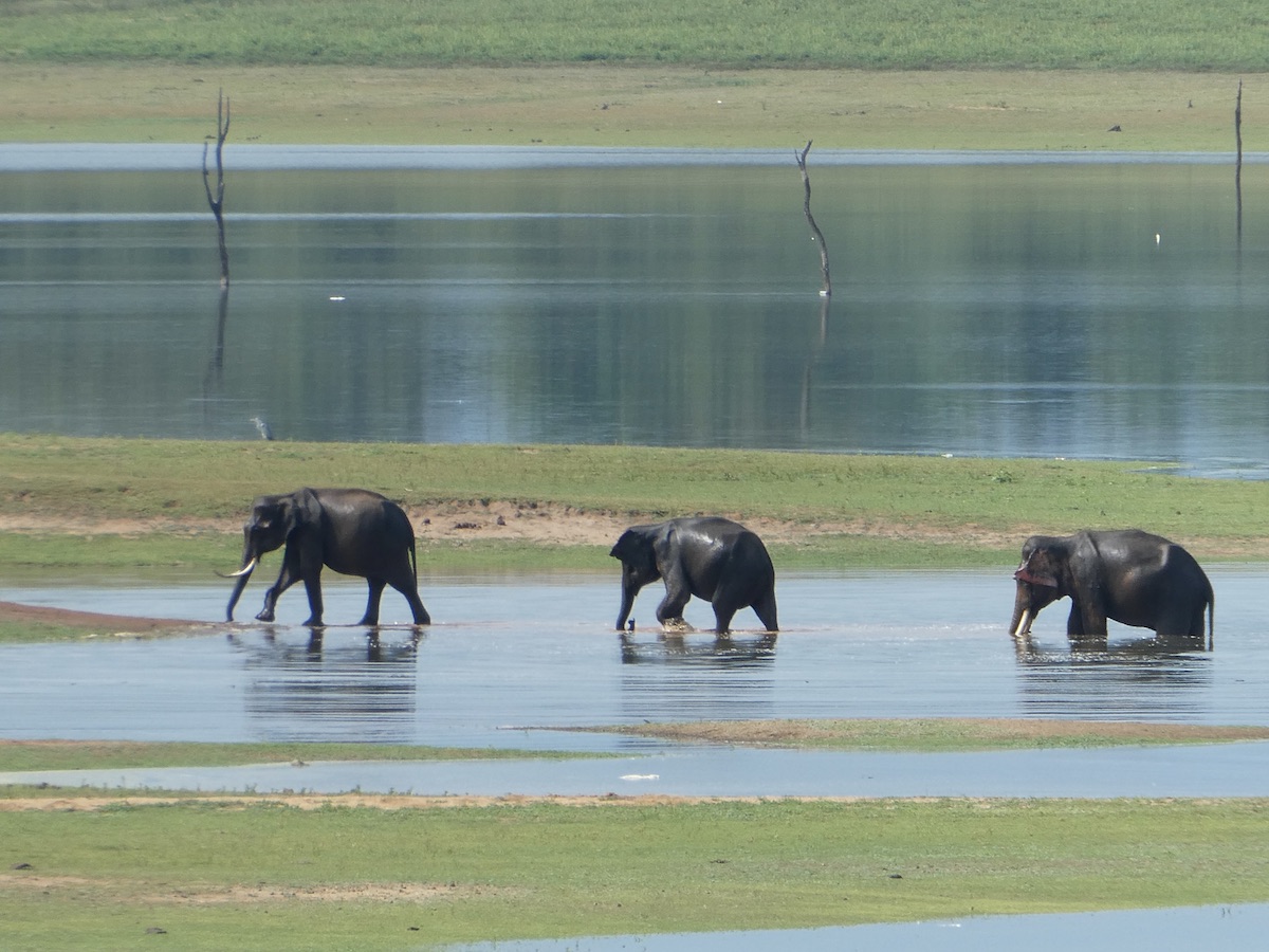 Udawalawe National Park