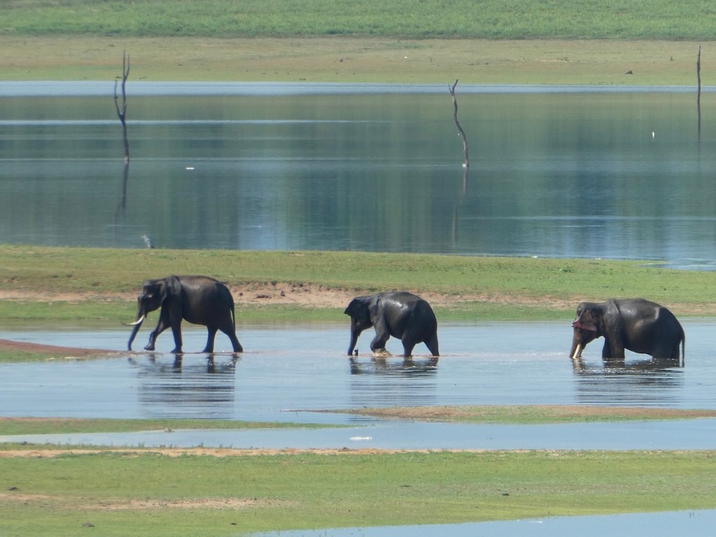 Udawalawe National Park